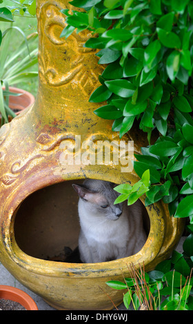 Cat inside a patio chimney Stock Photo