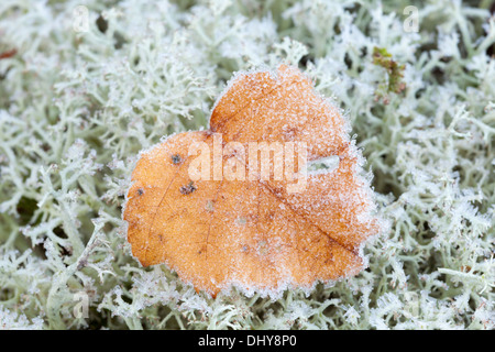 Beautiful autumn in Finland Stock Photo