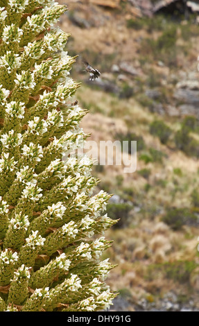 Humming bird feeding on a Puya Raimondii Plants high up in the Peruvian Andes.
