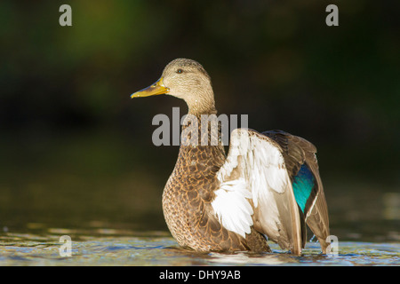 Mallard Duck (Anas platyrhynchos) in autumn. Stock Photo
