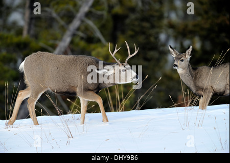 A mule deer buck interacting with a female Stock Photo