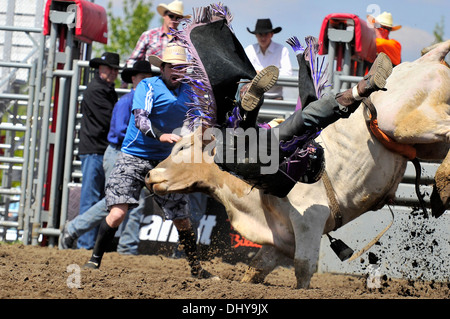 A bull riding contestant getting bucked off from a rodeo bucking bull at an Alberta rodeo. Stock Photo