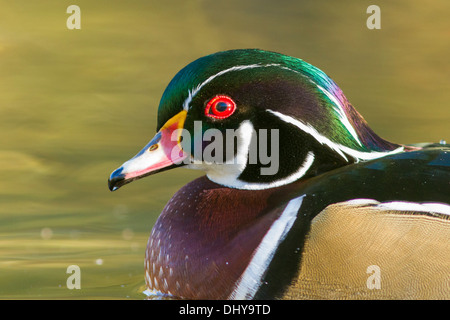 Superb Wood Duck drake portrait in autumn Stock Photo