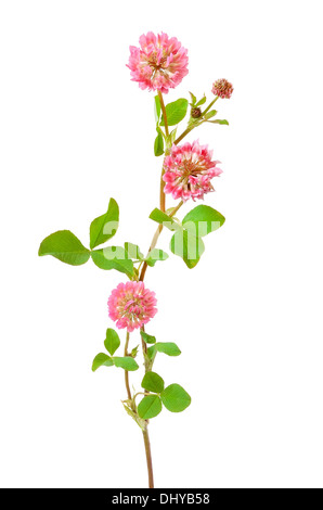 Pink clover flower isolated on white background Stock Photo