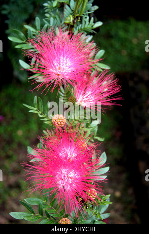 The Picture of Pink Red Powder Puff. Stock Photo