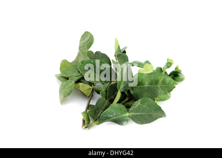 Closeup the Kaffir lime leaves on white background. Stock Photo