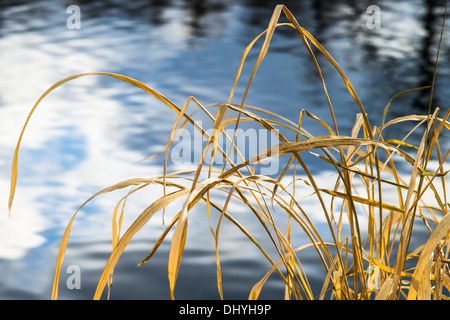 Play Of Yellow And Gray. Abstracts Of The Nature. Dry blades of ling grass bended over the cold gray water of the pond Stock Photo