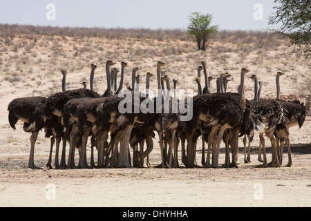 Common Ostrich (struthio camelus) herd in the Kalahari desert, South Africa Stock Photo