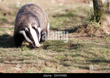 Adult Badger foraging in woodland the UK Stock Photo