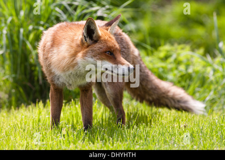 European Red Fox in the UK. May Stock Photo
