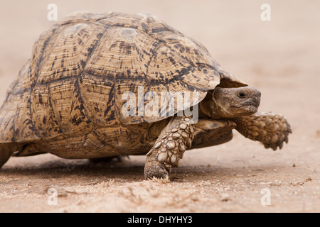 Leopard Tortoise walking in the Kalahari desert Stock Photo