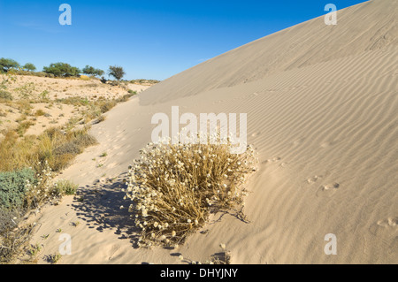 Flowers growing on sand dunes, Mungo National Park, New South Wales, Australia Stock Photo