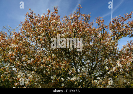 Amelanchier canadensis white flowers flowering spring bloom blooming blossom garden tree Stock Photo