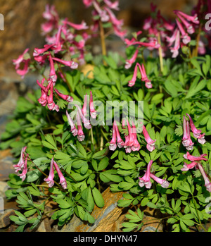corydalis solida subsp solida beth evans pink flowers flowering spring perennial low dwarf plant Stock Photo