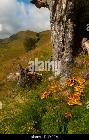 Portrait view of fingi growing on tree in a Glen Stock Photo