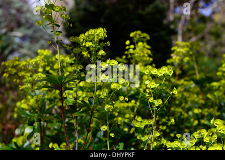 Euphorbia amygdaloides var robbiae spring flowering wood woodland shade shady shaded plant planting scheme Stock Photo