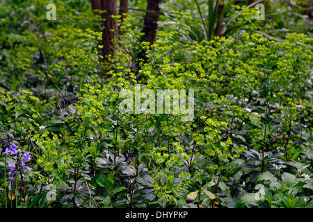 Euphorbia amygdaloides var robbiae spring flowering wood woodland shade shady shaded plant planting scheme Stock Photo
