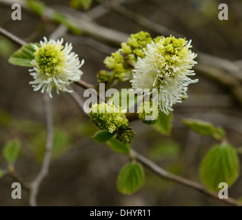 fothergilla major witch alder white pale flowers spring scented fragrant flowering shrub shrubs Stock Photo