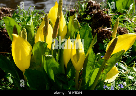 Lysichiton americanus yellow skunk cabbage flowers flowering bloom blooming spring perennials bog water aquatic plants Stock Photo