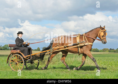 American Standardbred horse drawing a gig made 1920 in Mailand Stock Photo
