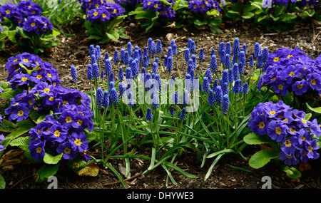 muscari armeniacum primula crescendo blue polyanthus group blue flowers flowering blooms blossoms yellow eye mixed mix display Stock Photo