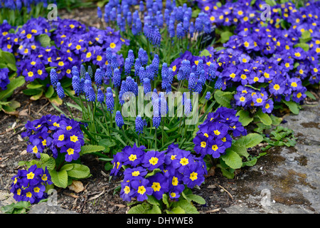 muscari armeniacum primula crescendo blue polyanthus group blue flowers flowering blooms blossoms yellow eye mixed mix display Stock Photo