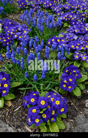 muscari armeniacum primula crescendo blue polyanthus group blue flowers flowering blooms blossoms yellow eye mixed mix display Stock Photo