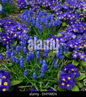 muscari armeniacum primula crescendo blue polyanthus group blue flowers flowering blooms blossoms yellow eye mixed mix display Stock Photo