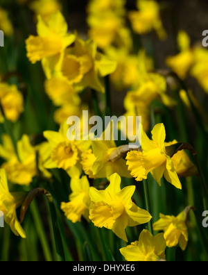 Narcissus king alfred large trumpet division one Daffodil macro photo Close up flower bloom blossom deep golden yellow blooms Stock Photo