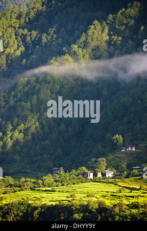 Uma Punakha Hotel views,Cascading rice Paddies,Terracing,Mo Chhu River ...