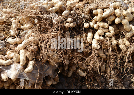 Freshly dug peanuts turned as they dry in the sun Stock Photo