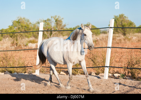 beautiful pura raza espanola pre andalusian horse outdoor in summer Stock Photo