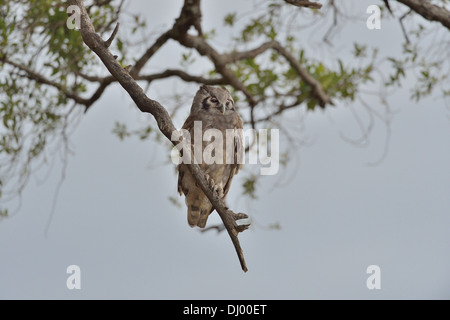 Verreaux's Eagle-owl - Milky Eagle-Owl (Bubo lacteus) perched on branch Masai Mara - Kenya - East Africa Stock Photo