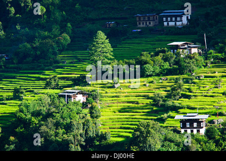 Uma Punakha Hotel views,Cascading rice Paddies,Terracing,Mo Chhu River ...