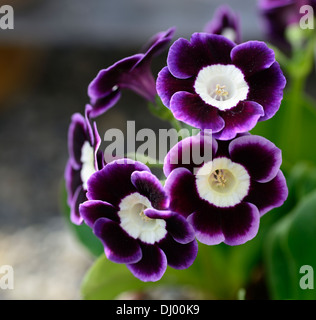 primula auricula joyce blue purple flowers white eye primrose Stock Photo