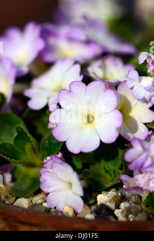 Primula x allionii wharfedale superb flowers flowering blooms perennials spring purple vivid colours colors Stock Photo