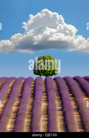 Lavender field, Provence Stock Photo