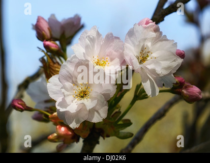 prunus x yedoensis shidare yoshino flowering cherry tree flowers blossom spring white pink Stock Photo