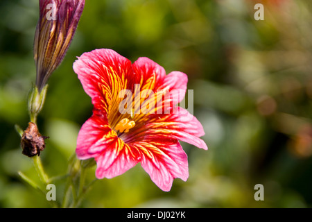 Salpiglossis sinuata Royale painted tongue Stock Photo