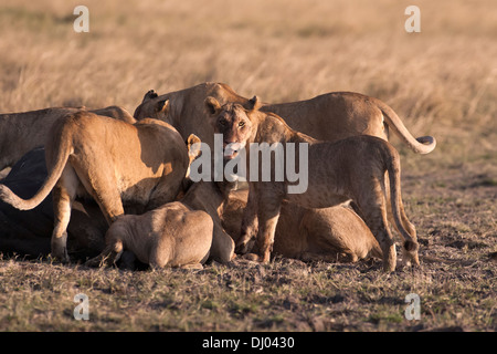lions feeding on safari in masai mara kenya Stock Photo