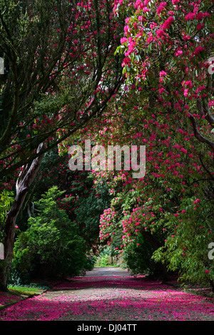 rhododendron arboreum subsp delavayi tree lined avenue path red flowers flowering kilmacurragh botanic garden wicklow Stock Photo