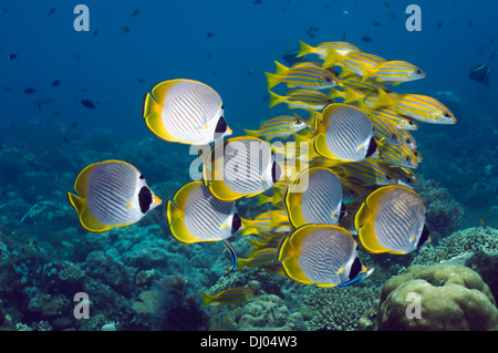 Panda butterflyfish (Chaetodon adiergastos) and Blue-stripe snappers (Lutjanus kasmira). Bali, Indonesia. (Digital capture). Stock Photo