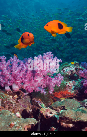 Red saddleback anemone fish swimming over soft corals with snappers in the background Stock Photo