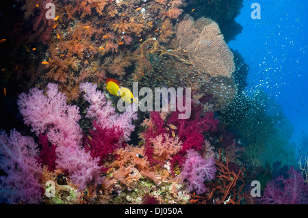 Coral reef scenery with a pair of Golden butterflyfish, soft corals and pygmy sweepers Stock Photo