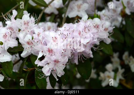 rhododendron davidsonianum flowers flowering pink shrubs closeup selective focus plant portraits Stock Photo