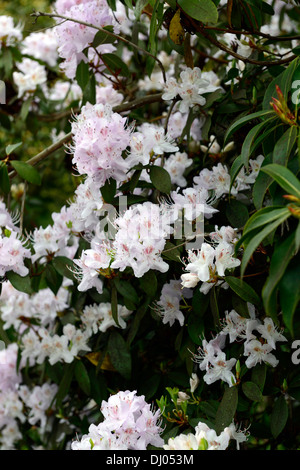 rhododendron davidsonianum flowers flowering pink shrubs closeup selective focus plant portraits Stock Photo