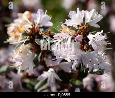 rhododendron phaeochrysum var agglutinatum species flower bloom blossom spring Stock Photo