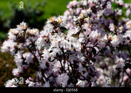 rhododendron phaeochrysum var agglutinatum species flower bloom blossom spring Stock Photo