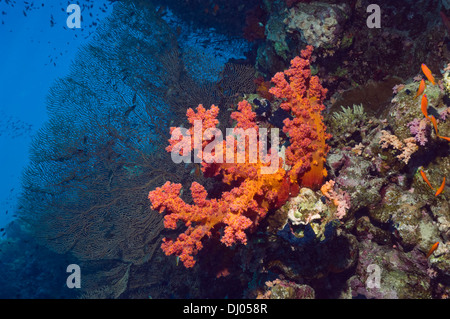 Soft coral (Dendronephthya sp). Egypt, Red Sea. Stock Photo