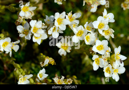 White mountain Saxifrage Saxifraga paniculata yellow white flowers alpine plant Stock Photo